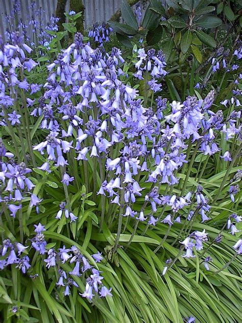 100 Bluebell Seeds Plant Is Bulb And Perennial Shade Or