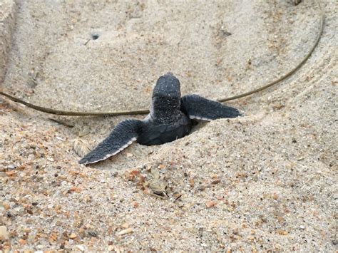 Green Sea Turtle Hatchlings Make It To The Ocean The Coastland Times