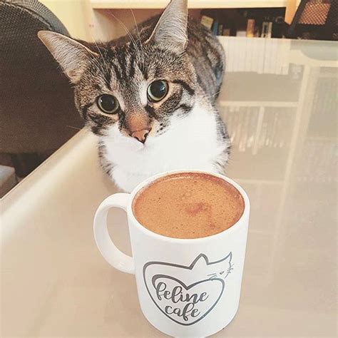 We are constantly rotating coffee so stop daniel opened two espresso bars in new york called upright coffee. Feline Cafe: Ottawa's First Cat Cafe Opens in Hintonburg