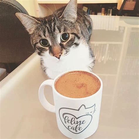 Same high quality food and service. Feline Cafe: Ottawa's First Cat Cafe Opens in Hintonburg