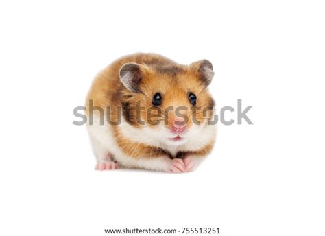 Syrian Hamster On White Background Stock Photo Edit Now 755513251