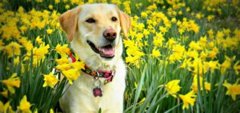 You'll find lists of discussion questions, key terms, major themes, and more. Dogs in the flowers | Modern Dog magazine