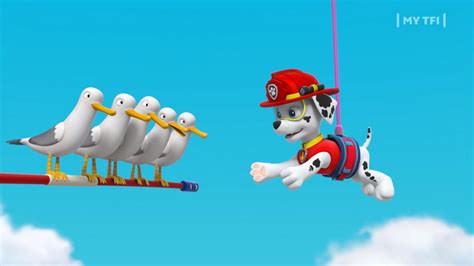 Paw Patrol La Patpatrouille S03 Lacrobate Paw Patrol Tf1