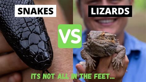 Lizards Vs Snakes How To Tell The Difference Between Snakes And