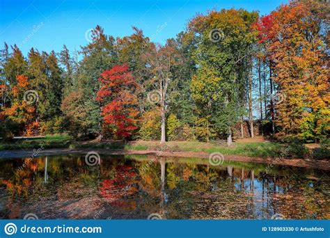 Autumn Colored Trees Reflection In Water Stock Photo Image Of
