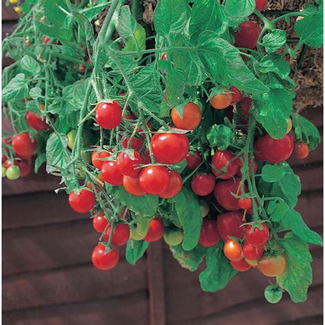 Mr Fothergills Seeds Tomato Tubling Tom Red Seeds The Home Depot Canada