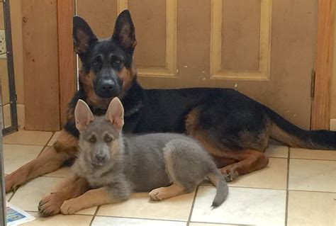 Powder Blue German Shepherd Puppies Adinaporter