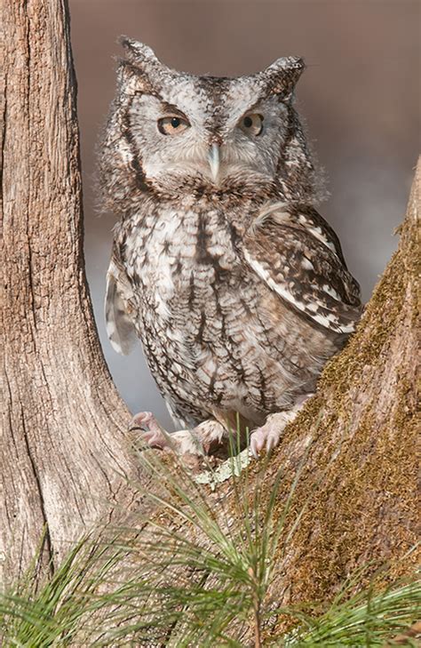 Eastern Screech Owl Minnesota Breeding Bird Atlas