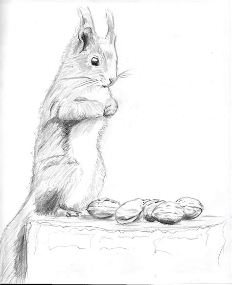 Pin Von Kay Smith Auf Drawing Eichhörnchen Zeichnen Cartoon Tiere