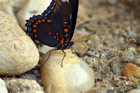 Se Mi Orangeblue Butterfly Probing The Rocks Whatsthisbug