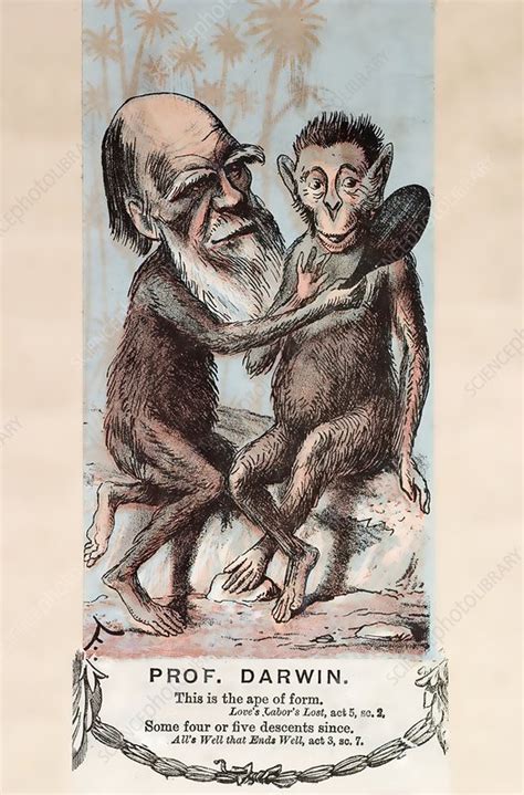 Monkey Darwin Cartoon By Faustin Stock Image C Science Photo Library