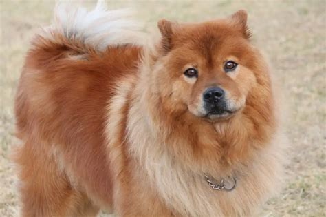 Chow Chow Dogs Breed Facts And Personality Traits