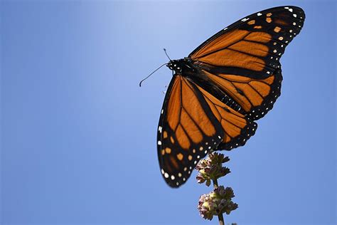 Monarch Butterflies Migrating Through Texas News The Daily News