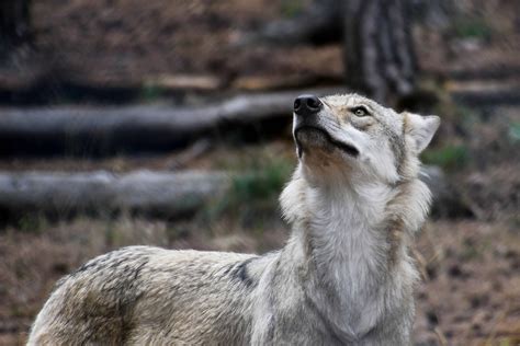 Free Picture Animal Wild Grey Wolf Forest Nature Predator Fur