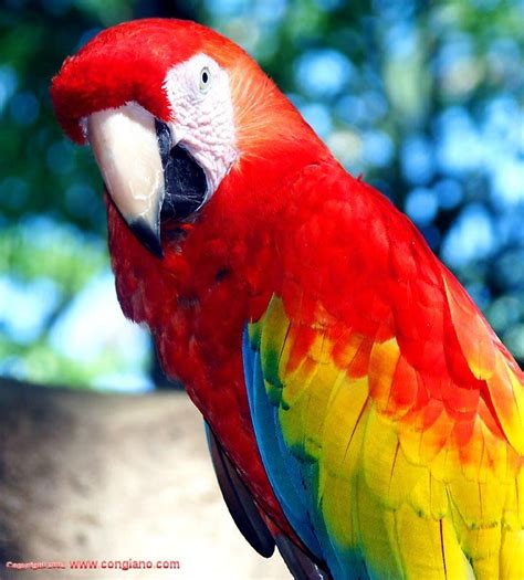 Love Red Parrots Red Parrot Parrot Parrot Pictures