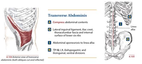 Understanding And Training Transverse Abdominis