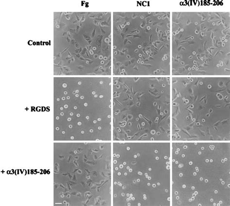 Cell Adhesion Assays On Fibrinogen Nc1 And The 3iv185206 Peptide