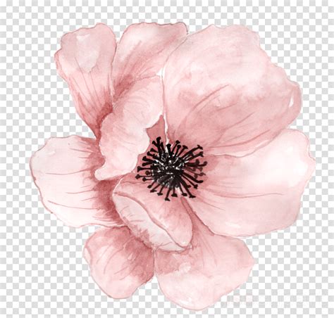 Download Watercolor Floral Background Flower Png Images Free