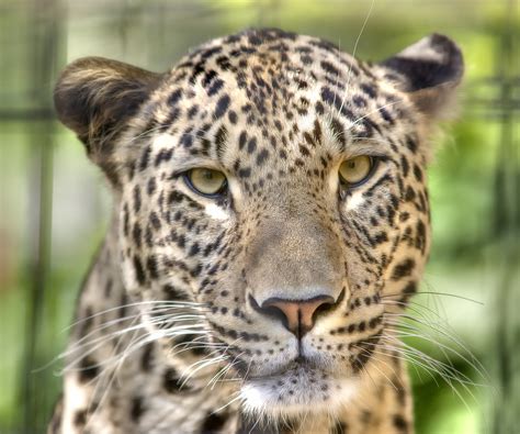 Fileleopard Panthera Pardus Saxicolor Face Gentry