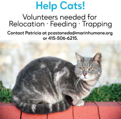The feral cats will be well feed. Career Cats - Marin Humane