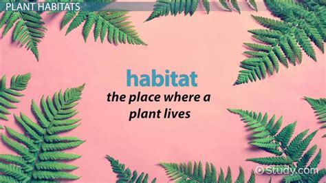 plant habitats lesson  kids video lesson transcript studycom