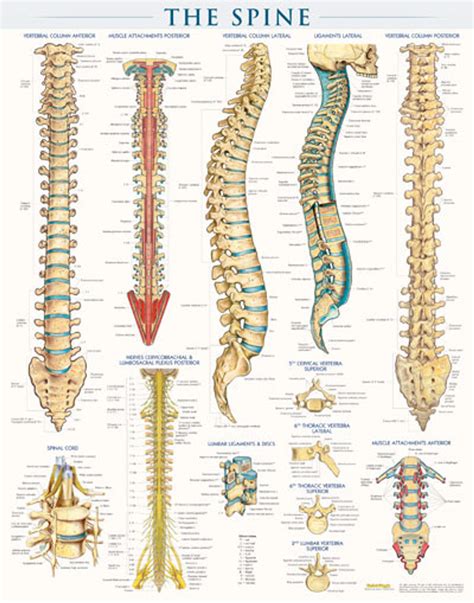 Spine Structure Poster Clinical Charts And Supplies