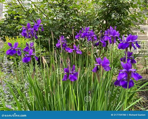 Purple Iris Flowers In The Spring Garden Stock Photo Image Of Garden