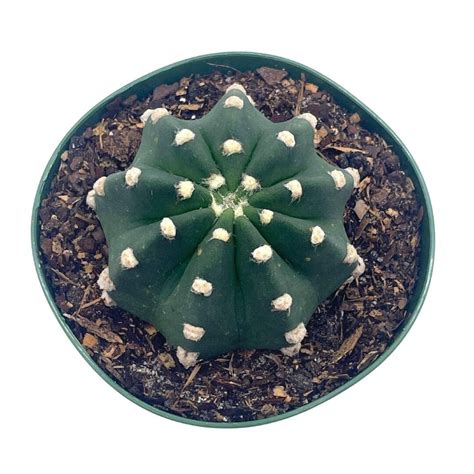 Easter Lily Cactus Echinopsis Subdenudata Domino Cactus In A 4 Inch
