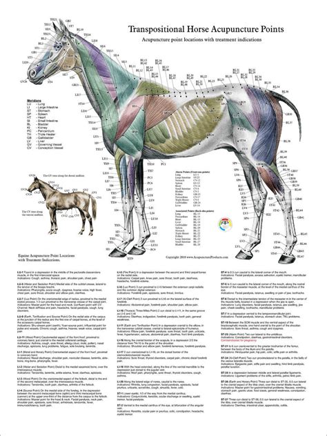 Horse Acupuncture Point Location Posters Set Of 3 Clinical Charts