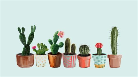 Cactus And Succulent Image Background Cactus 1280x720 Download Hd