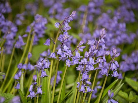Bluebell Weed Control How To Control Bluebells In The Garden