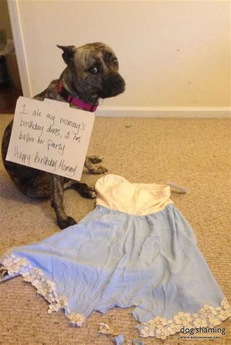 Dump A Day Funny Animals Of The Day 23 Pics With Images Dog