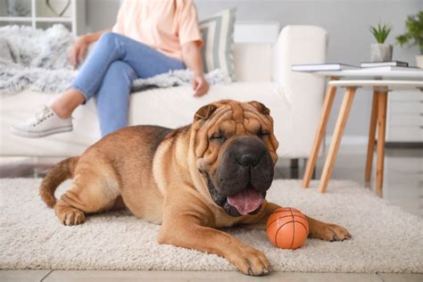 Shar Pei Dog Breed Characteristics Pictures Care Tips