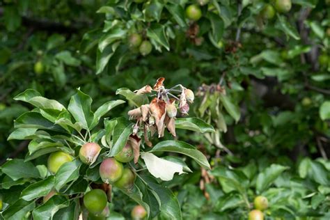 5 Crabapple Tree Diseases How To Identify Treat And Prevent Each One
