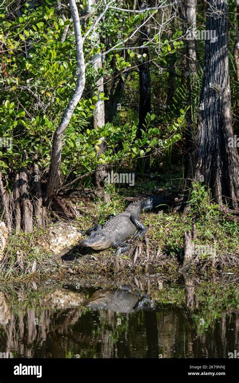 Ochopee Florida American Alligator Alligator Mississippiensis
