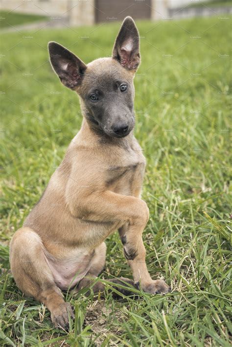 Belgian Malinois puppy | High-Quality Animal Stock Photos ~ Creative Market