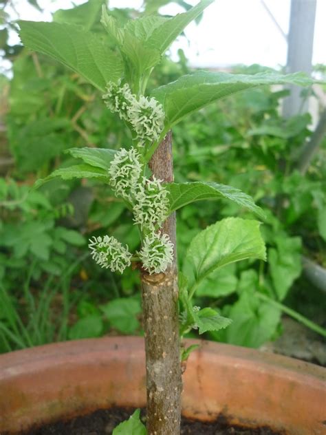 Mencegah buah mulberry secara kimia. Disini dalam lingkaran ini: Mulberry dah berusia 5 bulan ...