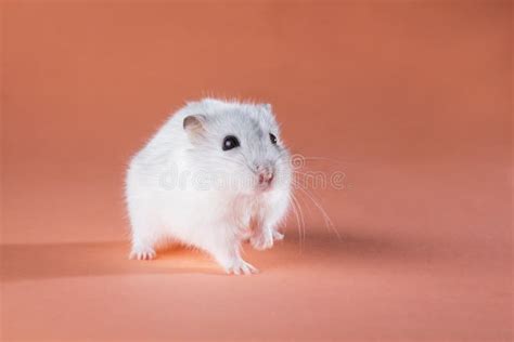 De Hamster Van Foto Het Leuke Jungar Lopen Stock Afbeelding Image Of