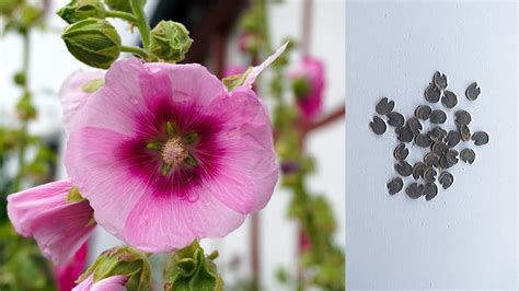 How To Collect Hollyhock Seeds Saveharvest Hollyhock Seeds Youtube