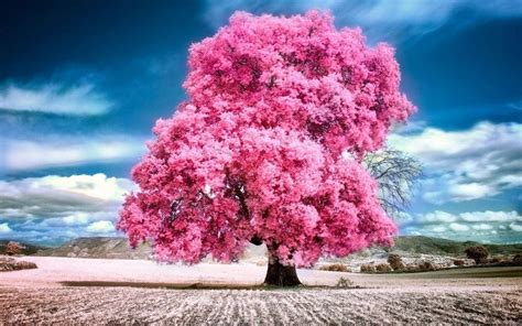 Natural Tree Sky Wallpapers Wallpaper Cave In 2021 Pink Nature