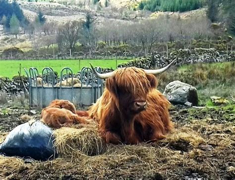 Written records of highland cows go back a century before this, and their first mention was in the 6th century — a very old breed indeed. Pin by Dollie Mie on Highland cows | Highland cow ...