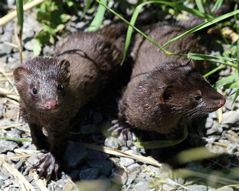 Two Young Minks Photograph By Doris Potter
