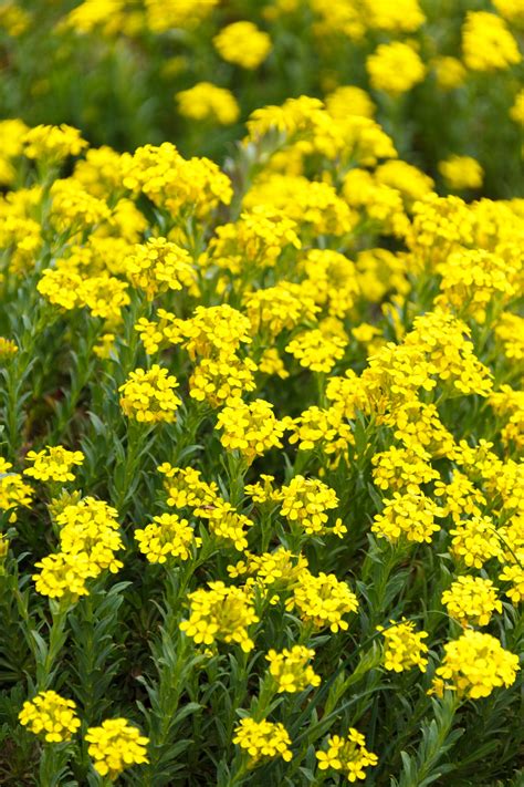 Tiny Yellow Flowers Free Stock Photo Public Domain Pictures