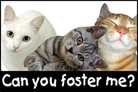 Join millions of people using oodle to find kittens for adoption, cat and kitten listings, and other pets adoption. Foster