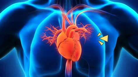 Ketahui Fungsi Pembuluh Darah Arteri Pulmonalis Dan Cara Kerjanya Dalam