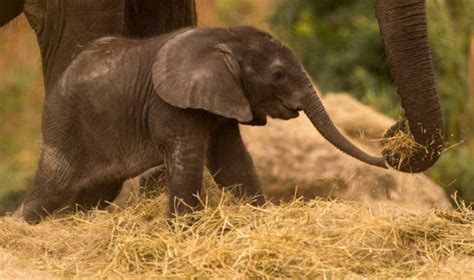 Cute Alert New Baby Elephant Welcomed At Disneys Animal Kingdom The