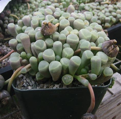 Fenesteria Baby Toes Succulent Plant Etsy Planting Succulents