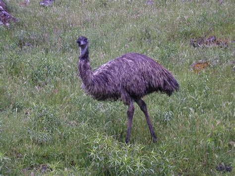 The emu is the second largest bird in the world, the largest being the similar looking, ostrich. Emus, native to Australia, are available for sale at ...