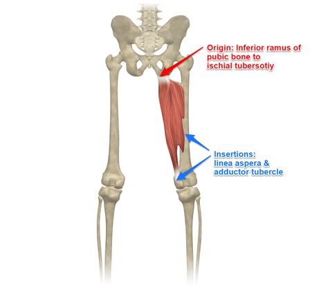The Adductor Magnus Muscle