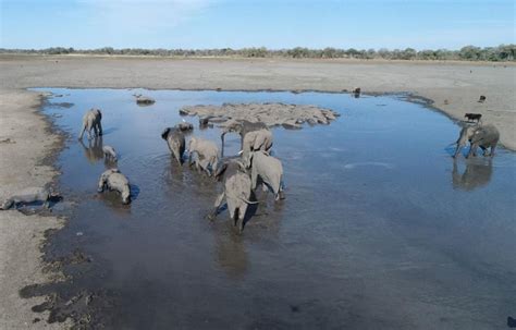 Over 275 Elephants Found Dead Mysteriously In Botswana